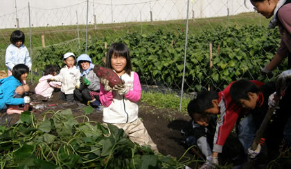 Kokonokai Sweet Potato Crop