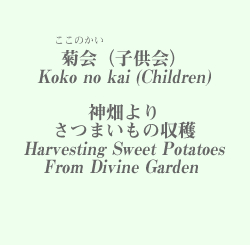 Kokonokai Sweet Potato Crop