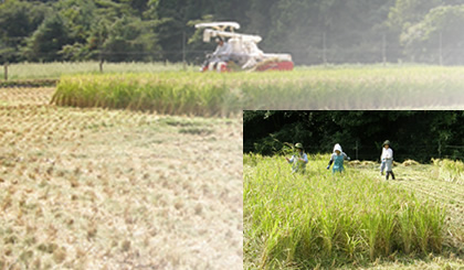 Cropping Divine Rice