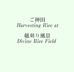 Cropping Divine Rice